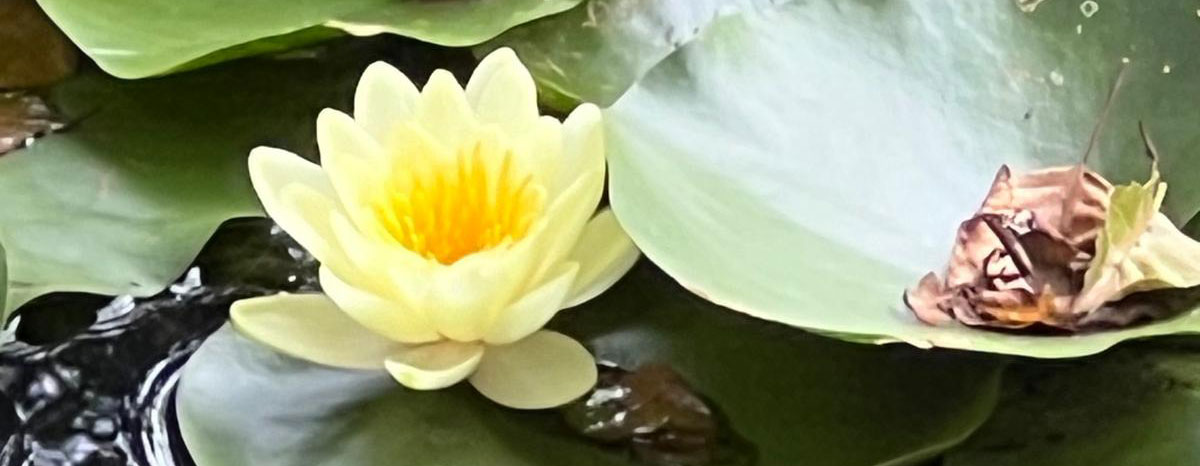 Seerose